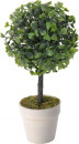 BUXUS Buksbom med potteskjuler